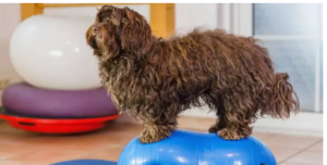dog PT cost